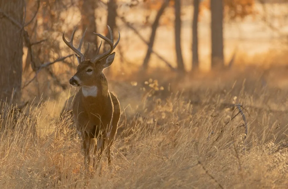 Hunting Land