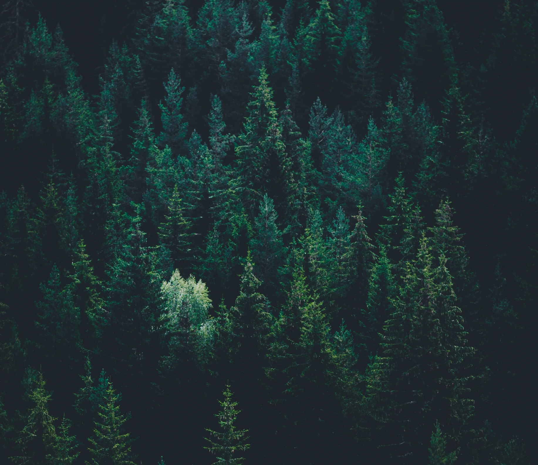 Timber Land